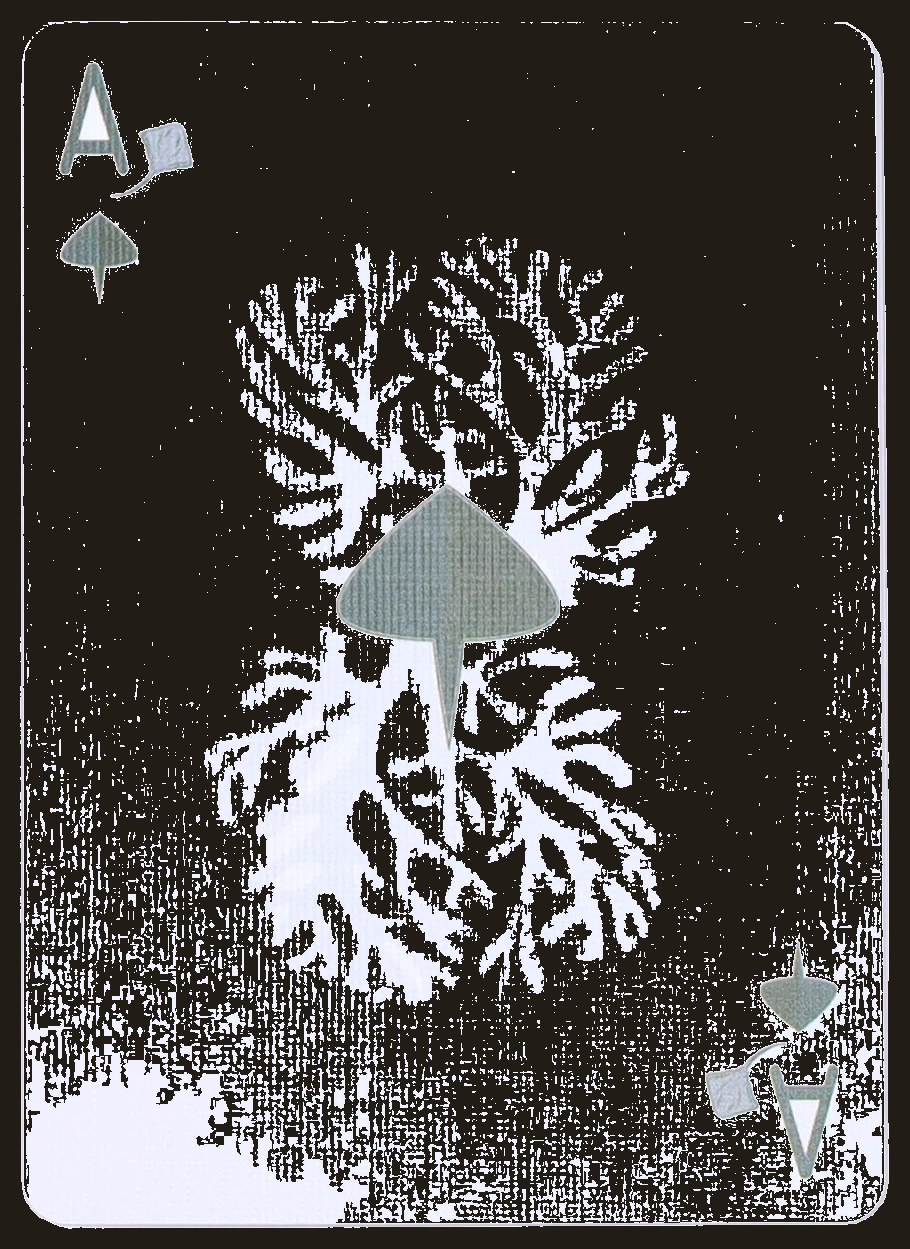 Stingray Playing Cards